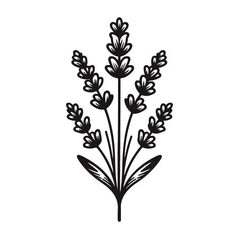 Archivo Vectorial Svg En Blanco Y Negro De Flor De Lavanda Gratuito