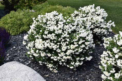 How to Grow and Take Care of Your Mock Orange Shrub