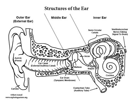 Hearing And The Structure Of The Ear