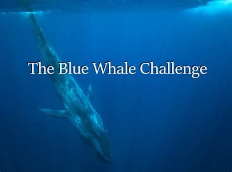 All You Want To Know About The Deadly Blue Whale Challenge ~ India Posts Retired Officers