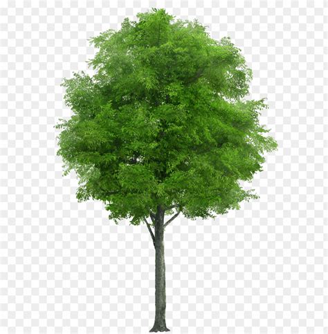 Lush Green Tree With Dense Leaves Toppng