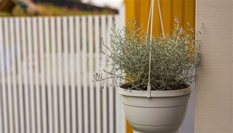 9 Ways To Protect Your Plants From Sudden Frost » Simplify Plants