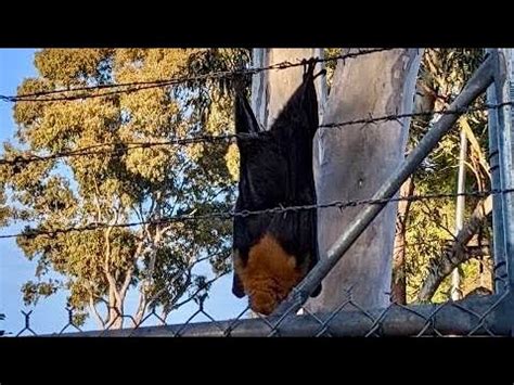 Rescuing A Flying Fox Not Tangled On Barbed Wire This Is Blockhead