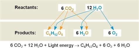 9 Examples Of Redox Reactions In Everyday Life – StudiousGuy