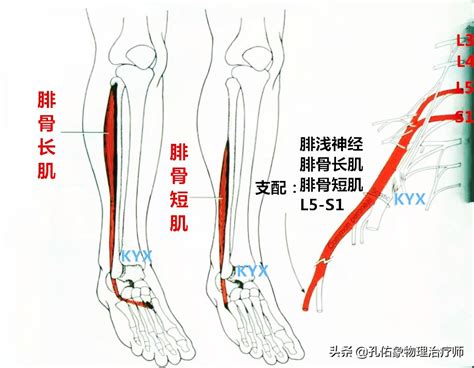 小腿麻木是怎么回事（中老年人小腿外侧酸胀、麻木，为啥？不出意外，5种可能性最大） 说明书网