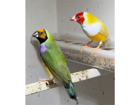 Pair Of Yellow Gouldian Finches For Sale Online Bird Auctions