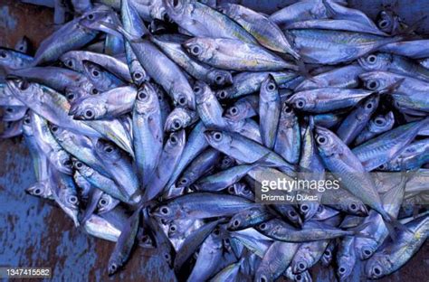 Island Sardine Photos And Premium High Res Pictures Getty Images