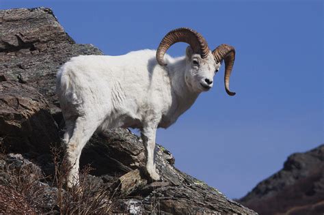 Dall Sheep On A Cliff Denali National Photograph By Doug Lindstrand