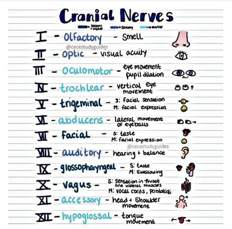 Cranial Nerves Nursing School Tips Physical Therapy School Nursing