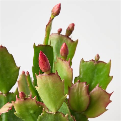 Cactus care — House Plant Shop