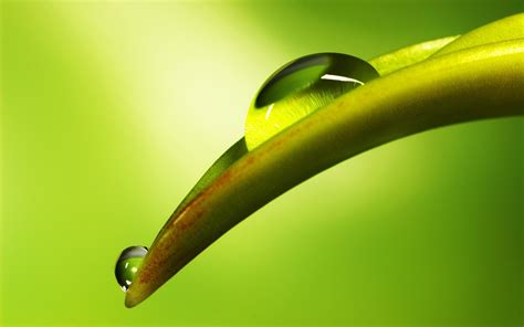 Nature Macro Leaves Water Drops Wallpapers Hd Desktop And Mobile