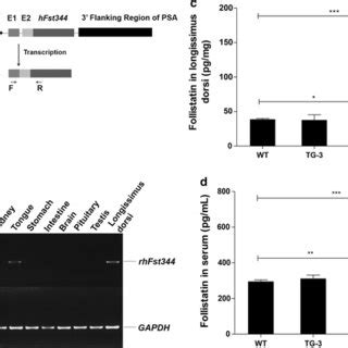 FST Transgene Expression Caused Myofiber Hypertrophy A Representative