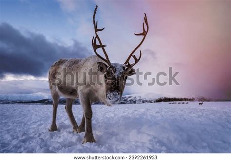 Portrait Reindeer Massive Antlers Pulling Sleigh Stock Photo 2392261923