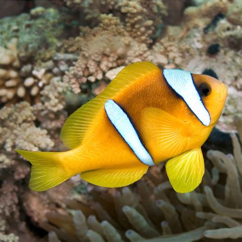 Yellow Clownfish