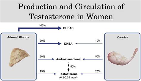 Analysis Of The Side Effects Of Testosterone For Women Hfs Clinic