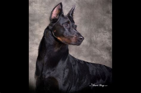 Beauceron Puppies For Sale