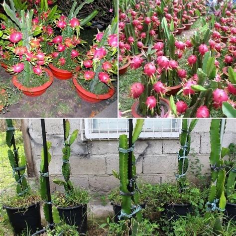 Growing Dragon Fruit In Pots Containers Backyards Agri Farming