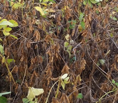 Lodging and It’s Effect on Soybean Yield | Virginia Ag Pest and Crop ...