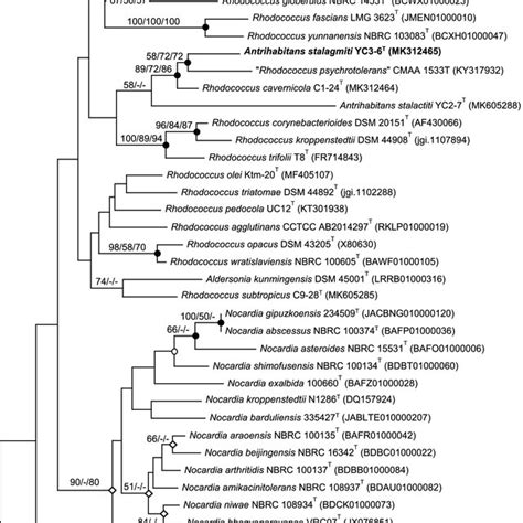 Phylogenomic Tree Based On Core Gene Sequences Showing The Position