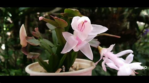 Cactus De Navidad Schlumbergera Truncata Planta Epifita YouTube