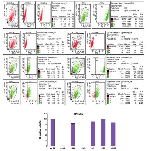 Identification And Immunophenotypic Characterization Of Bone Marrow Download Scientific Diagram