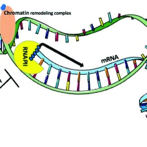 Nuclear Actin Shuttling And Actin Rode Formation Actin Monomers In The