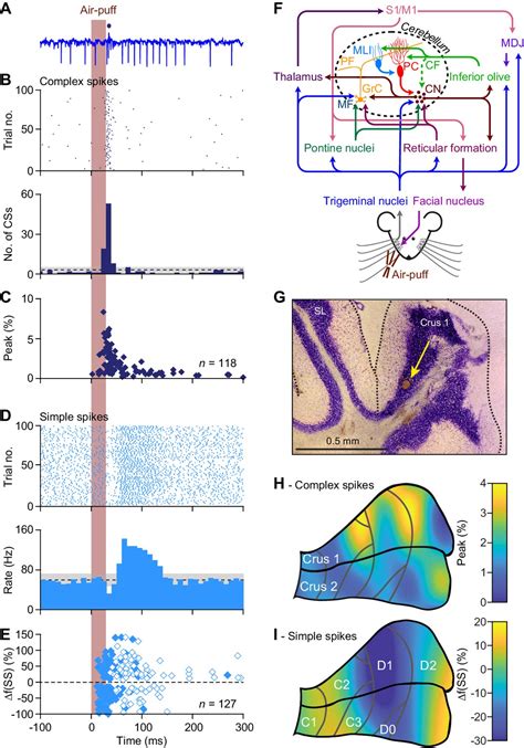 Potentiation Of Cerebellar Purkinje Cells Facilitates Whisker Reflex