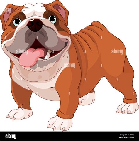 English Bulldog Vector Hi Res Stock Photography And Images Alamy