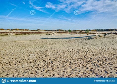 Landscape With Yellow Sand Dunes Trees And Plants And Blue Sky