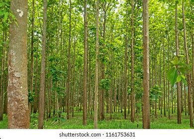 Teak Trees Agricultural Forest Stock Photo Shutterstock