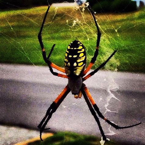 Black And Yellow Argiope Project Noah