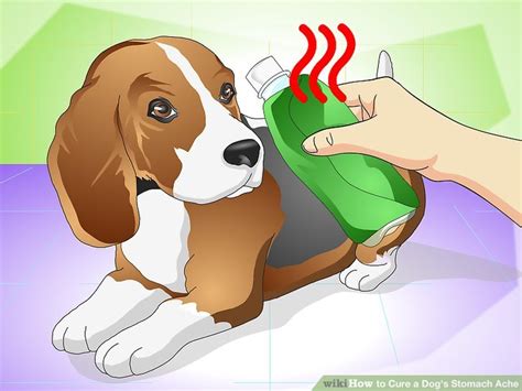 How To Cure A Dogs Stomach Ache With Pictures Wikihow