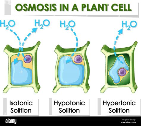 Schema Di Osmosi Nella Cellula Vegetale Illustrazione Immagine E