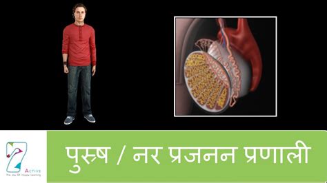 पुस्र्ष नर प्रजनन प्रणाली The Male Reproductive System Hindi Youtube