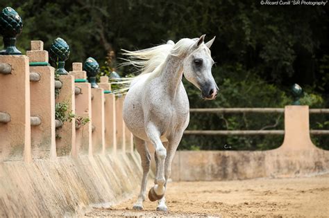 Caballos Árabes Sir Photography