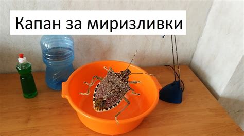Капан за миризливки - YouTube