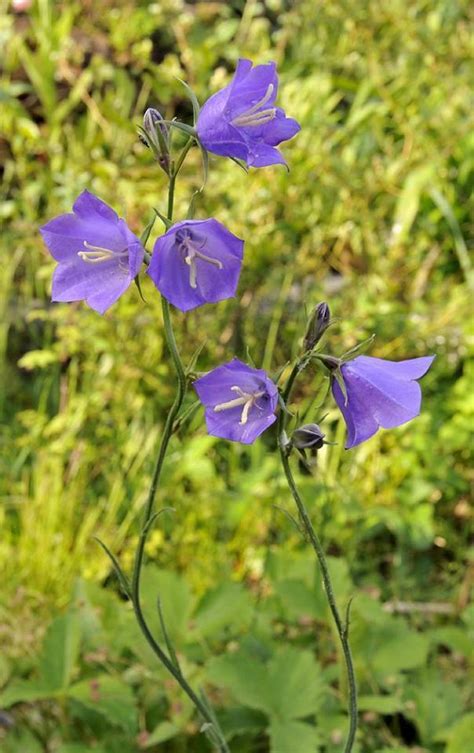 PlantFiles Pictures Campanula Species Harebell Peach Leaf Bellflower