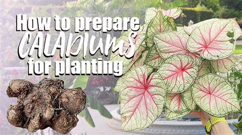 How To Grow Caladiums From Bulbs De Eyeing Caladium Bulbs Planting