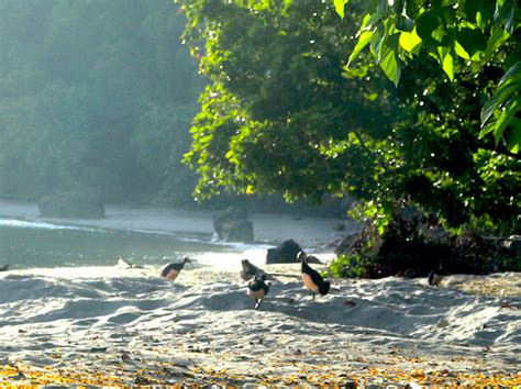 Mansur Yasong Penjaga Habitat Maleo Di Tanjung Matop