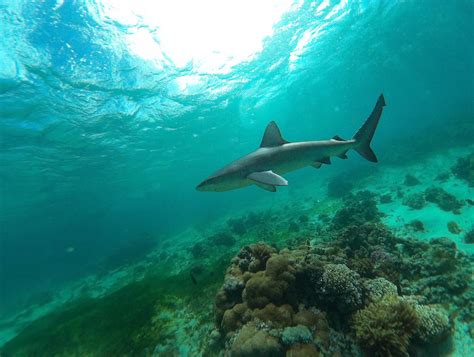 Galapagos Shark Carcharhinus Galapagensis Marineexplore Flickr