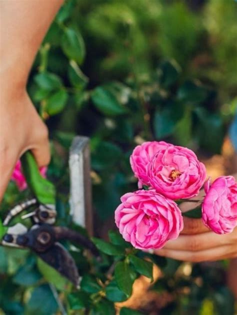 Jardinage Les Plantes Qu Il Ne Faut Surtout Pas Tailler En Juin