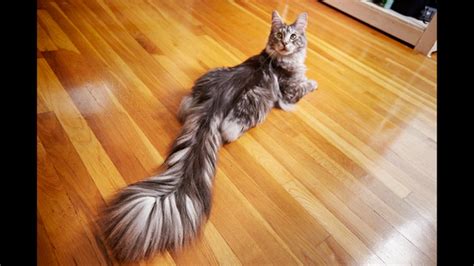 Cat wows, breaks world record for 'longest tail' | KTVU FOX 2