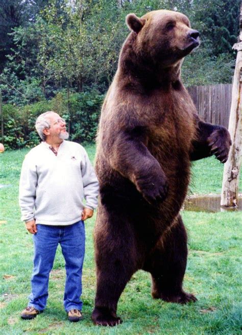 A Man Standing Next To A Large Brown Bear On Top Of A Lush Green Field