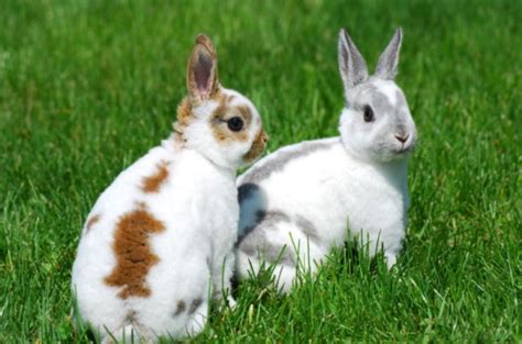 Cutest Rabbit Breeds | PetGuide