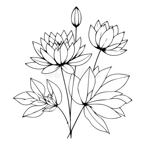 Lily Pad Silhouette Stock Illustrations 187 Lily Pad Silhouette Stock