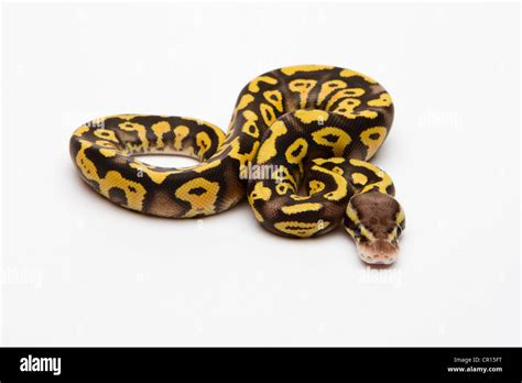 Pastel Phantom Yellow Belly Ball Python Or Royal Python Python Regius