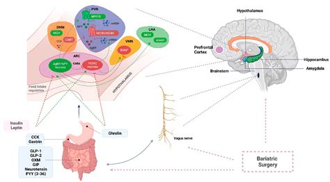 Ijms Free Full Text Neurohormonal Changes In The Gutbrain Axis And