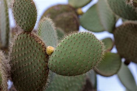 Prickly Pear Cactus Opuntia Ficus Indica With Sweet Orange Fruits