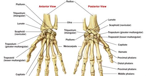 Medical and Health Science: Bone anatomy of the hands, back and front view