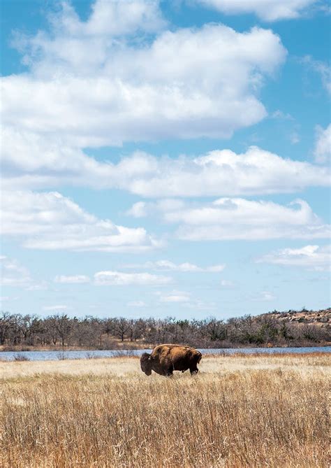 Looking for Bison in the Wichita Mountains – Texas Monthly